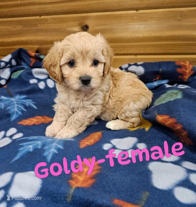 Goldy – Cavachon puppy for sale in Rock Valley, IA