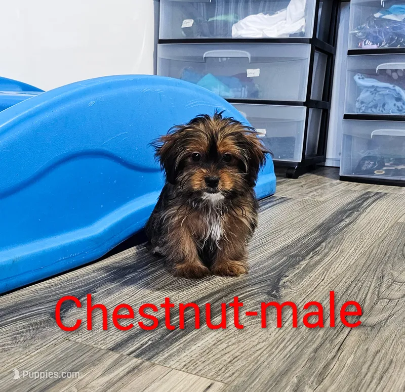 Chestnut – Shorkie puppy for sale in Rock Valley, IA