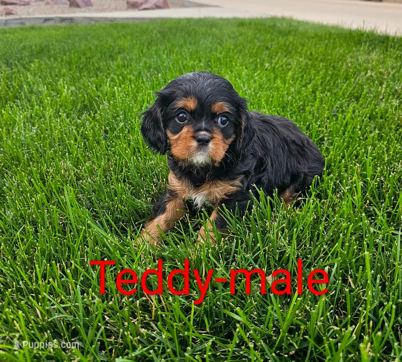 Teddy – Cavalier King Charles Spaniel puppy for sale in Rock Valley, IA