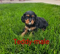 Teddy, a male Cavalier King Charles Spaniel for sale in Rock Valley, IA – 4 of 5