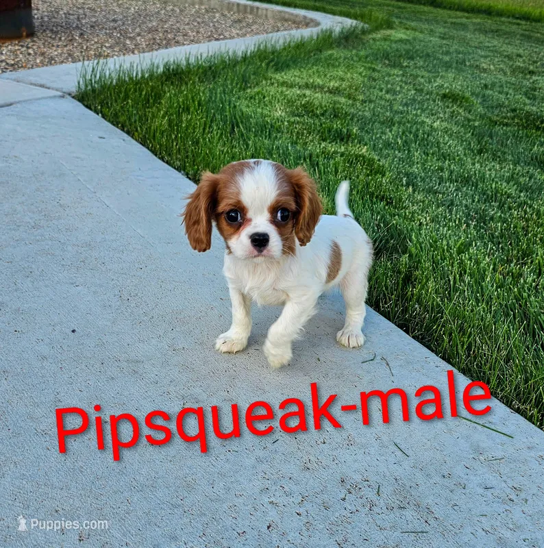 Pipsqueak – Cavalier King Charles Spaniel puppy for sale in Rock Valley, IA