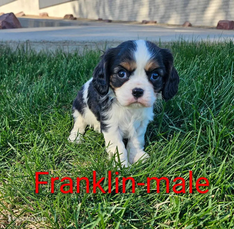 Franklin – Cavalier King Charles Spaniel puppy for sale in Rock Valley, IA