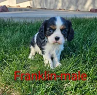 Franklin, a male Cavalier King Charles Spaniel for sale in Rock Valley, IA – Photo 1 of 3