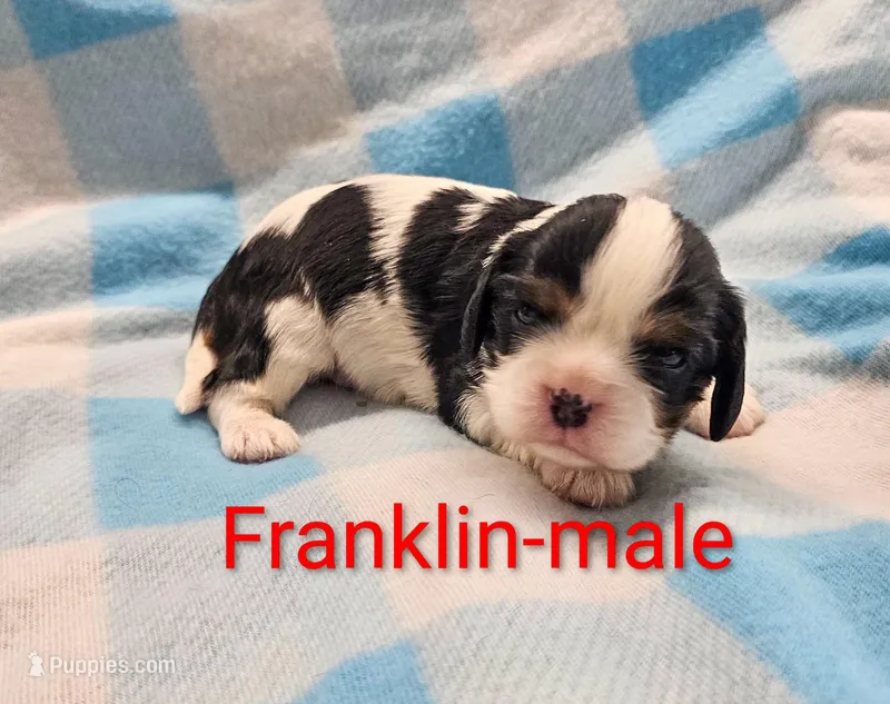 Franklin – Cavalier King Charles Spaniel puppy for sale in Rock Valley, IA