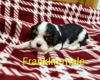 Franklin, a male Cavalier King Charles Spaniel for sale in Rock Valley, IA – Photo 2 of 3