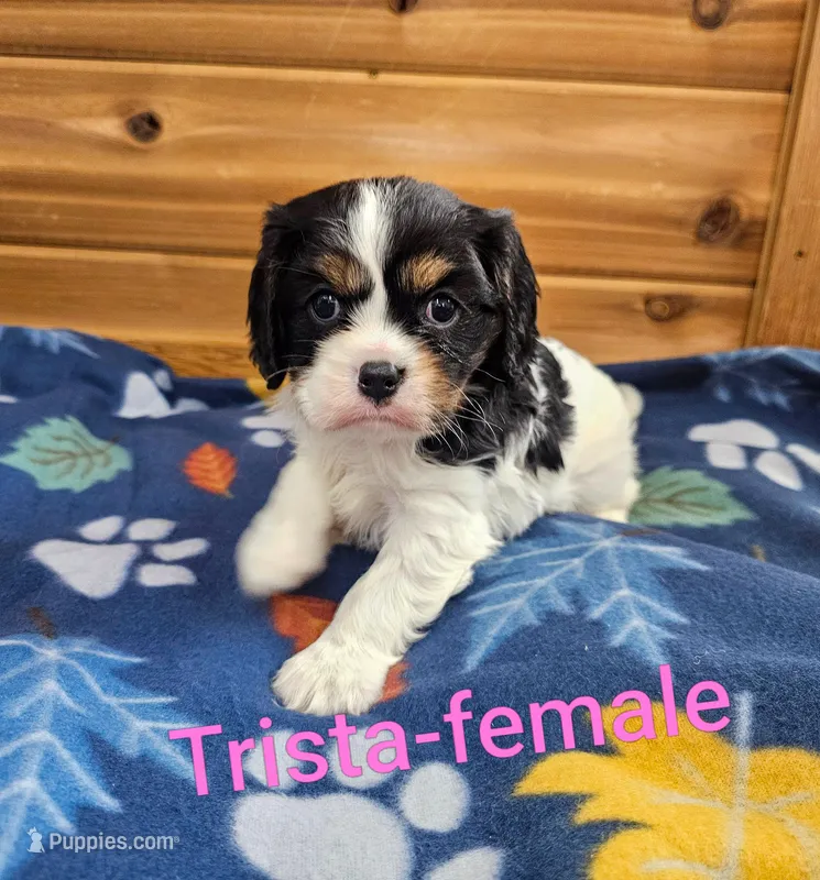 Trista – Cavalier King Charles Spaniel puppy for sale in Rock Valley, IA