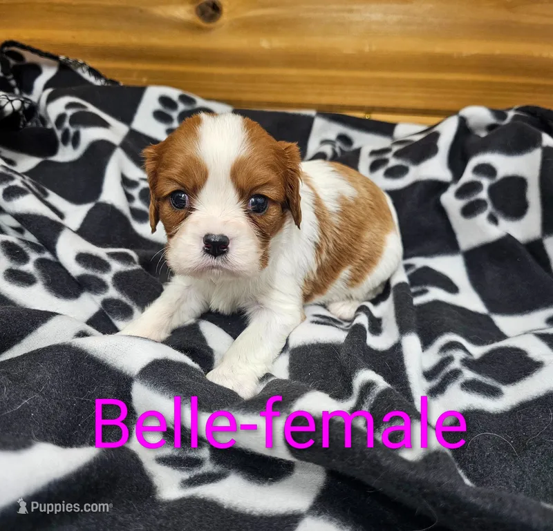 Belle – Cavalier King Charles Spaniel puppy for sale in Rock Valley, IA