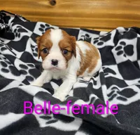 Belle, a female Cavalier King Charles Spaniel for sale in Rock Valley, IA – 1 of 1