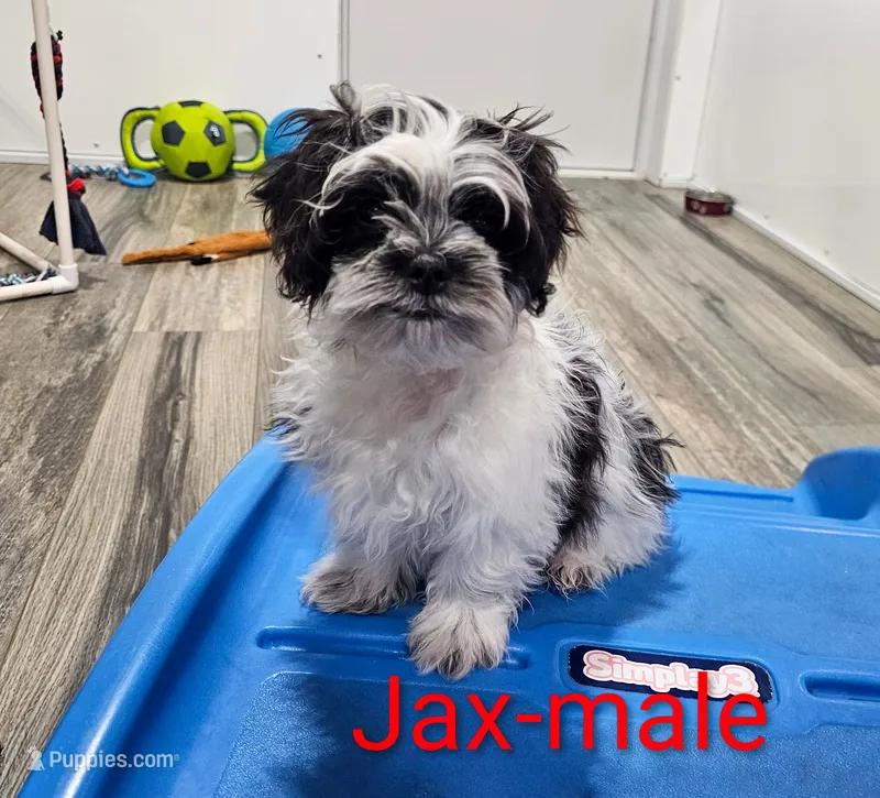 Jax – Shihpoo puppy for sale in Rock Valley, IA