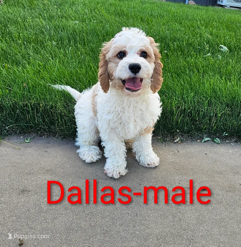 Dallas – Cavapoo puppy for sale in Rock Valley, IA
