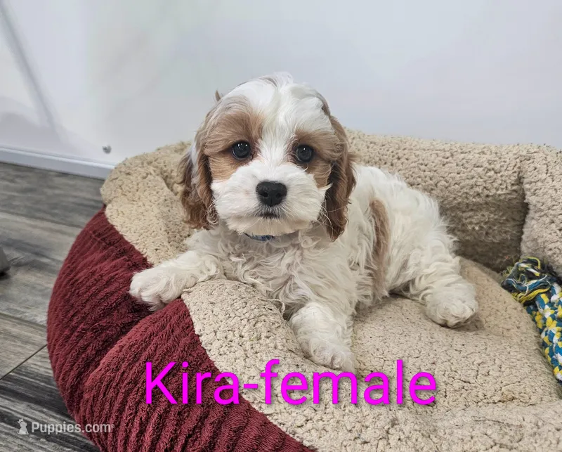 Kira – Cavapoo puppy for sale in Rock Valley, IA