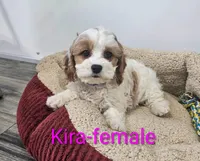 Kira, a female Cavapoo for sale in Rock Valley, IA – 1 of 6
