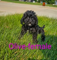 Olive, a female Cavapoo for sale in Rock Valley, IA – 2 of 4
