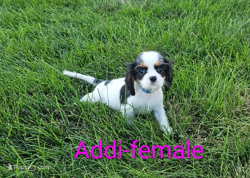 Addi – Cavalier King Charles Spaniel puppy for sale in Rock Valley, IA