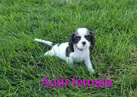 Addi, a female Cavalier King Charles Spaniel for sale in Rock Valley, IA – 1 of 1