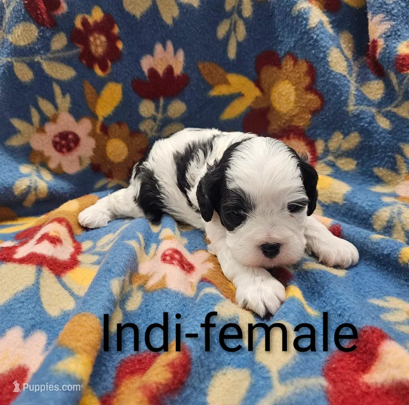 Indi – Cavapoo puppy for sale in Rock Valley, IA