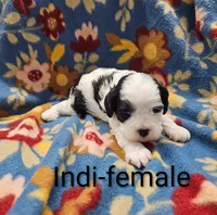 Indi, a female Cavapoo for sale in Rock Valley, IA – 1 of 1
