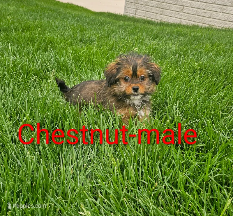 Chestnut – Shorkie puppy for sale in Rock Valley, IA