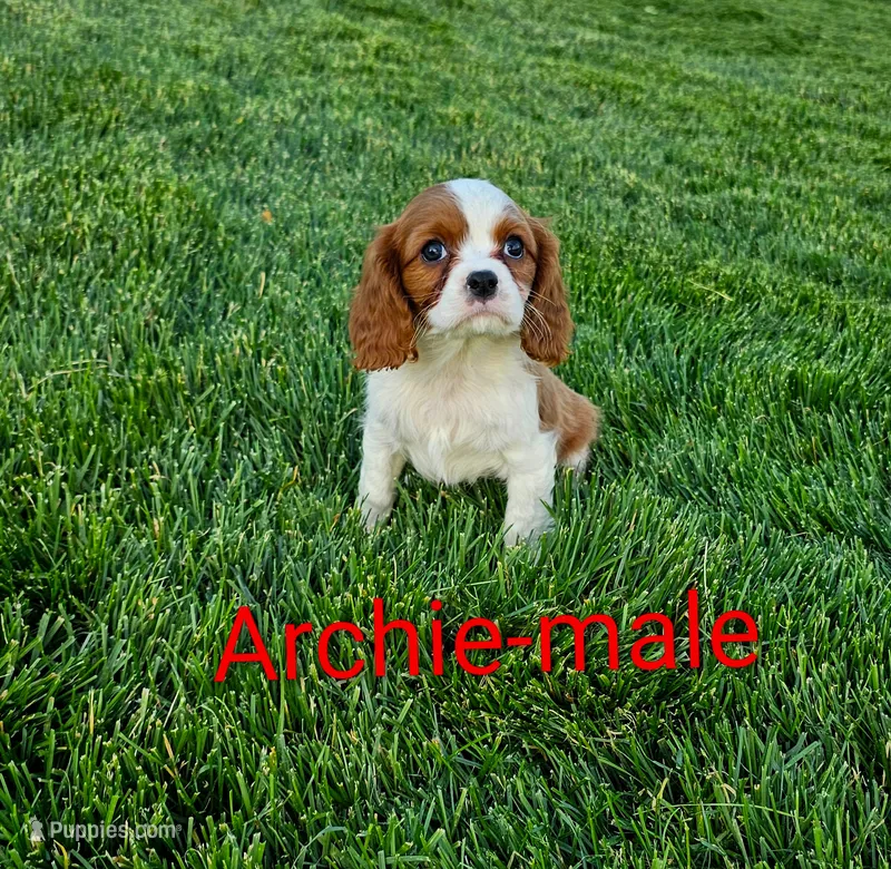 Archie – Cavalier King Charles Spaniel puppy for sale in Rock Valley, IA