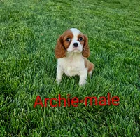 Archie, a male Cavalier King Charles Spaniel for sale in Rock Valley, IA – 2 of 4