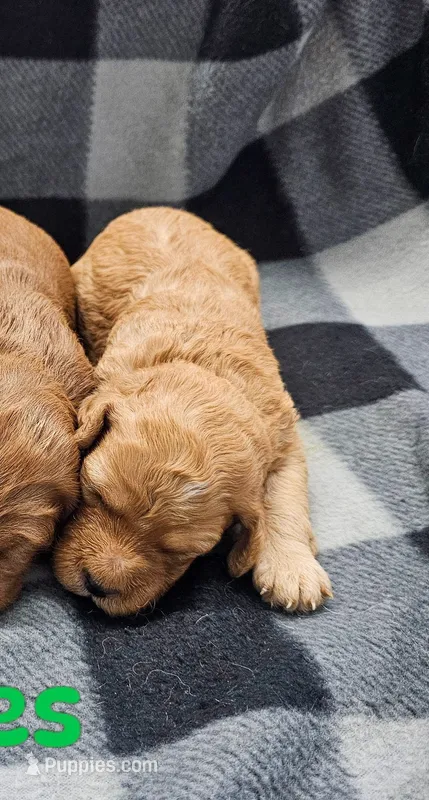Oliver – Miniature Goldendoodle puppy for sale in Rock Valley, IA