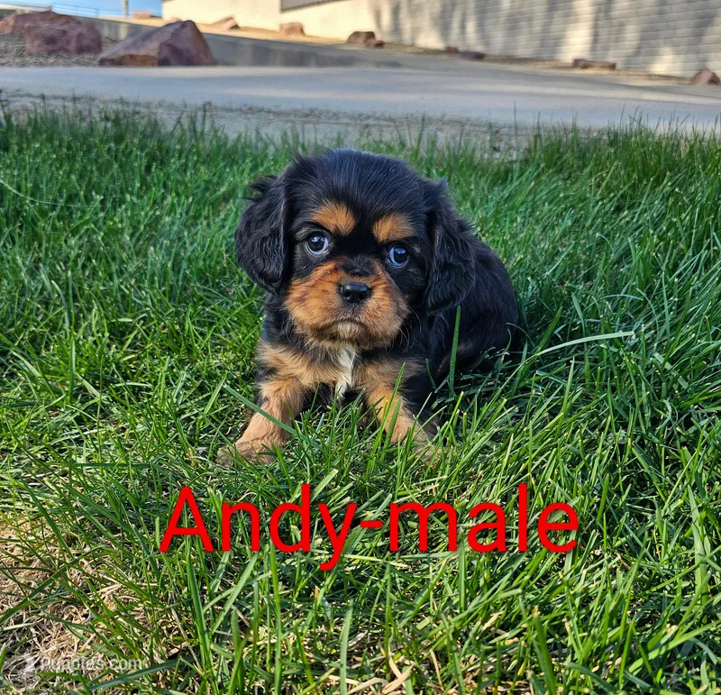 Andy – Cavalier King Charles Spaniel puppy for sale in Rock Valley, IA
