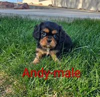 Andy, a male Cavalier King Charles Spaniel for sale in Rock Valley, IA – 2 of 4