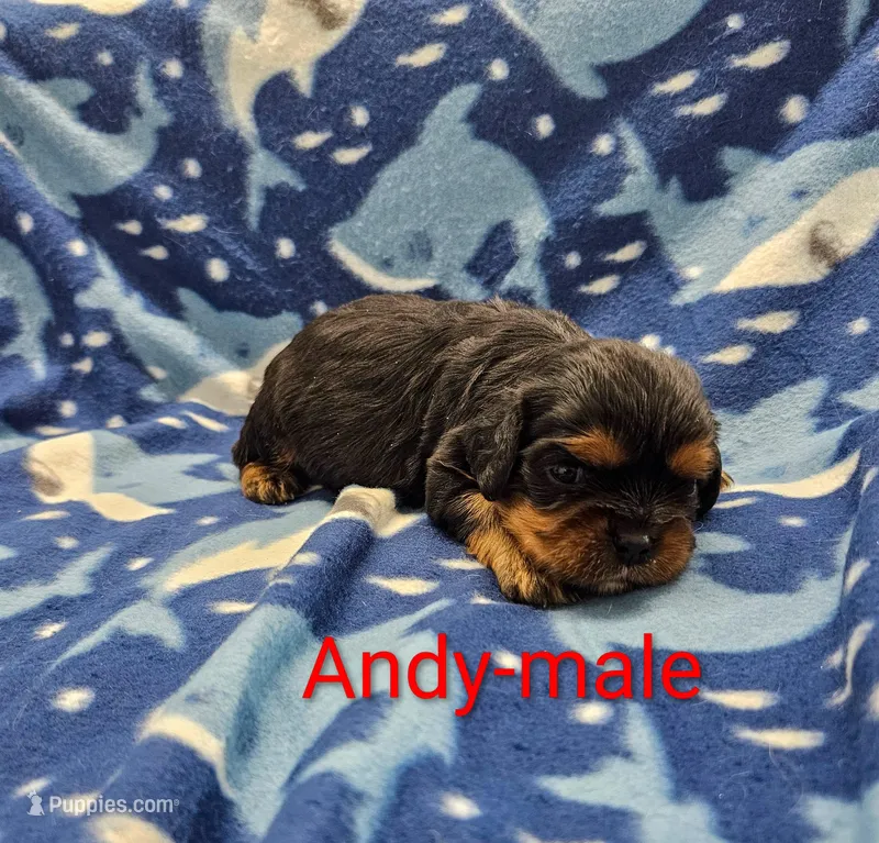 Andy – Cavalier King Charles Spaniel puppy for sale in Rock Valley, IA