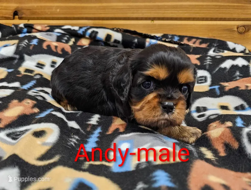 Andy – Cavalier King Charles Spaniel puppy for sale in Rock Valley, IA