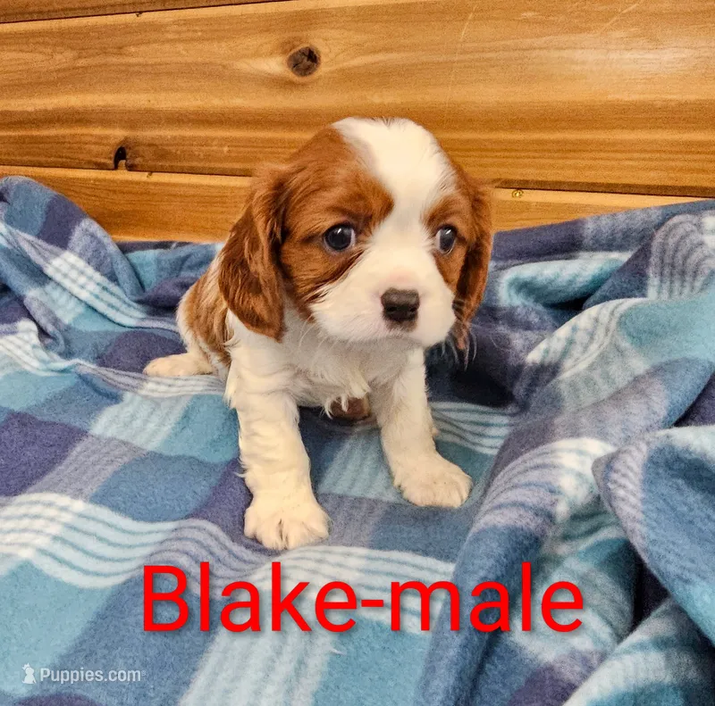 Blake  – Cavalier King Charles Spaniel puppy for sale in Rock Valley, IA