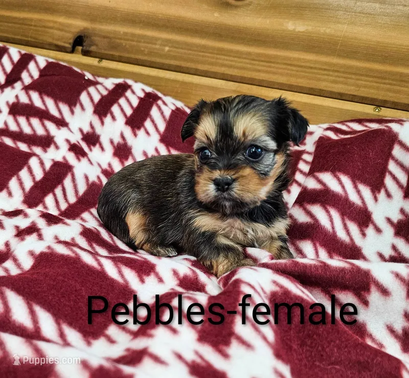 Pebbles – Shorkie puppy for sale in Rock Valley, IA