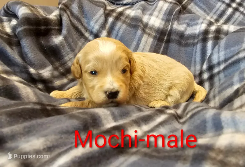 Mochi – Miniature Goldendoodle puppy for sale in Rock Valley, IA