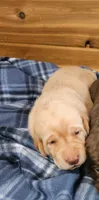 Cheddar, a male Labrador Retriever for sale in Rock Valley, IA – 2 of 2