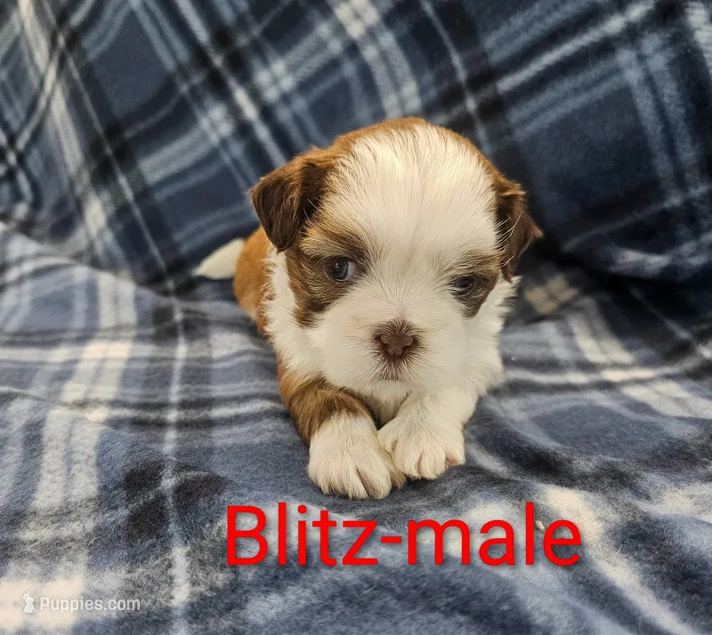 Blitz – Shih Tzu puppy for sale in Rock Valley, IA