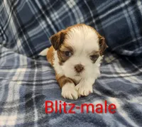 Blitz, a male Shih Tzu for sale in Rock Valley, IA – 1 of 2