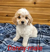 Danny, a male Cavapoo for sale in Rock Valley, IA – 1 of 2