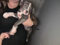 Diamond, a female American Staffordshire Terrier and American Bully for sale in Stedman, NC – 3 of 3