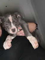 Diamond, a female American Staffordshire Terrier and American Bully for sale in Stedman, NC – 2 of 3