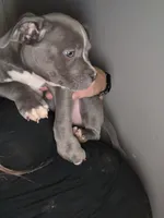 Chocolate, a male American Staffordshire Terrier and American Bully for sale in Stedman, NC – 2 of 2