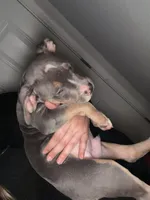 Gizmo, a male American Staffordshire Terrier and American Bully for sale in Stedman, NC – 3 of 3