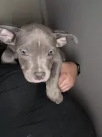 Chip, a female American Staffordshire Terrier and American Bully for sale in Stedman, NC – 2 of 2