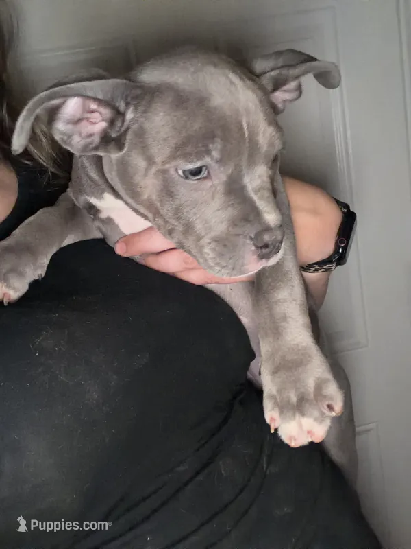Chip – American Staffordshire Terrier, American Bully puppy for sale in Stedman, NC