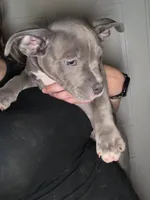 Chip, a female American Staffordshire Terrier and American Bully for sale in Stedman, NC – 1 of 2