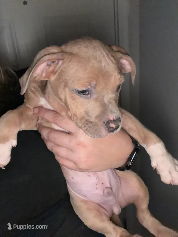 Brownie – American Staffordshire Terrier, American Bully puppy for sale in Stedman, NC