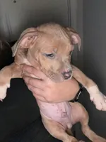 Brownie, a male American Staffordshire Terrier and American Bully for sale in Stedman, NC – 1 of 2