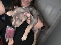 Gizmo, a male American Staffordshire Terrier and American Bully for sale in Stedman, NC – 2 of 3