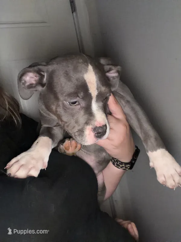 Diamond – American Staffordshire Terrier, American Bully puppy for sale in Stedman, NC
