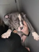 Diamond, a female American Staffordshire Terrier and American Bully for sale in Stedman, NC – 1 of 3