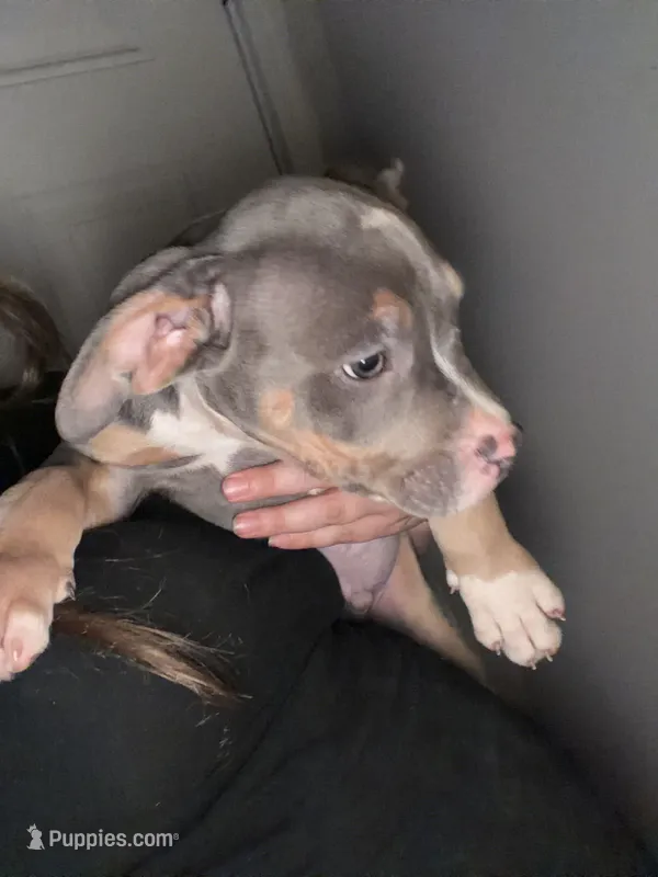 Gizmo – American Staffordshire Terrier, American Bully puppy for sale in Stedman, NC