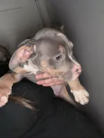 Gizmo, a male American Staffordshire Terrier and American Bully for sale in Stedman, NC – 1 of 3